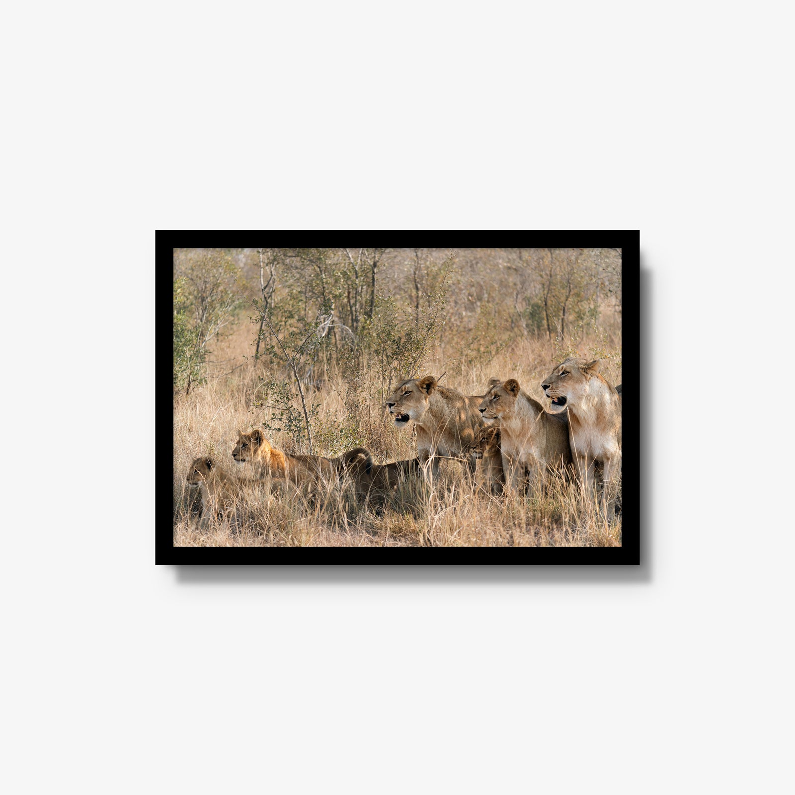 The Southern Pride