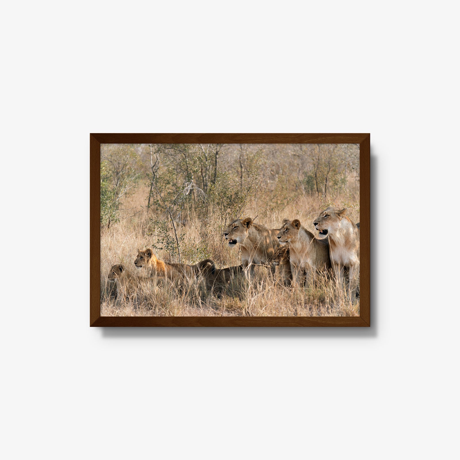 The Southern Pride