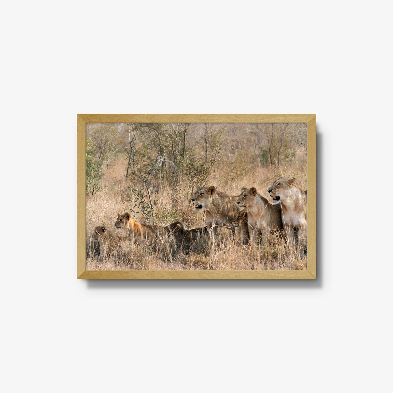 The Southern Pride