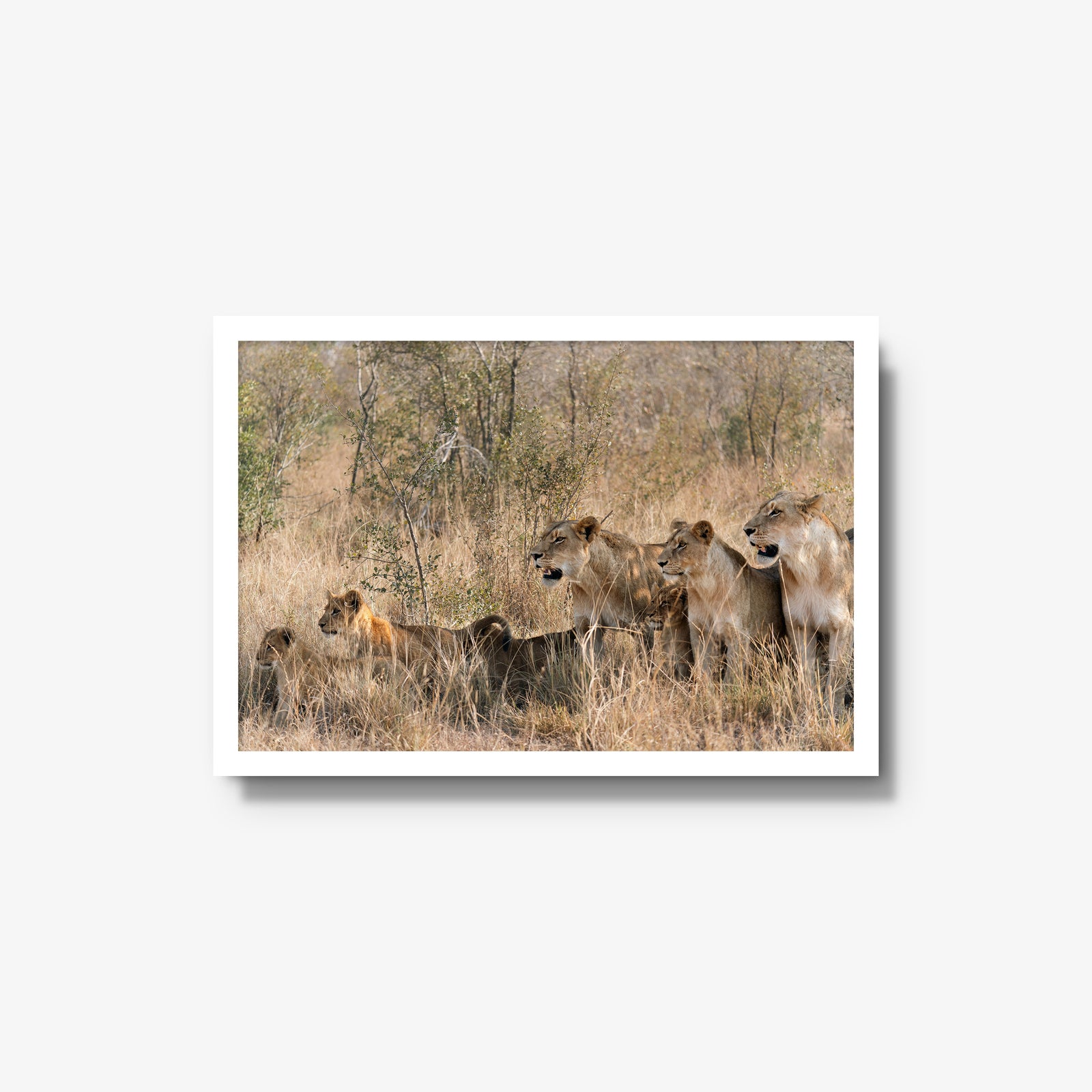 The Southern Pride