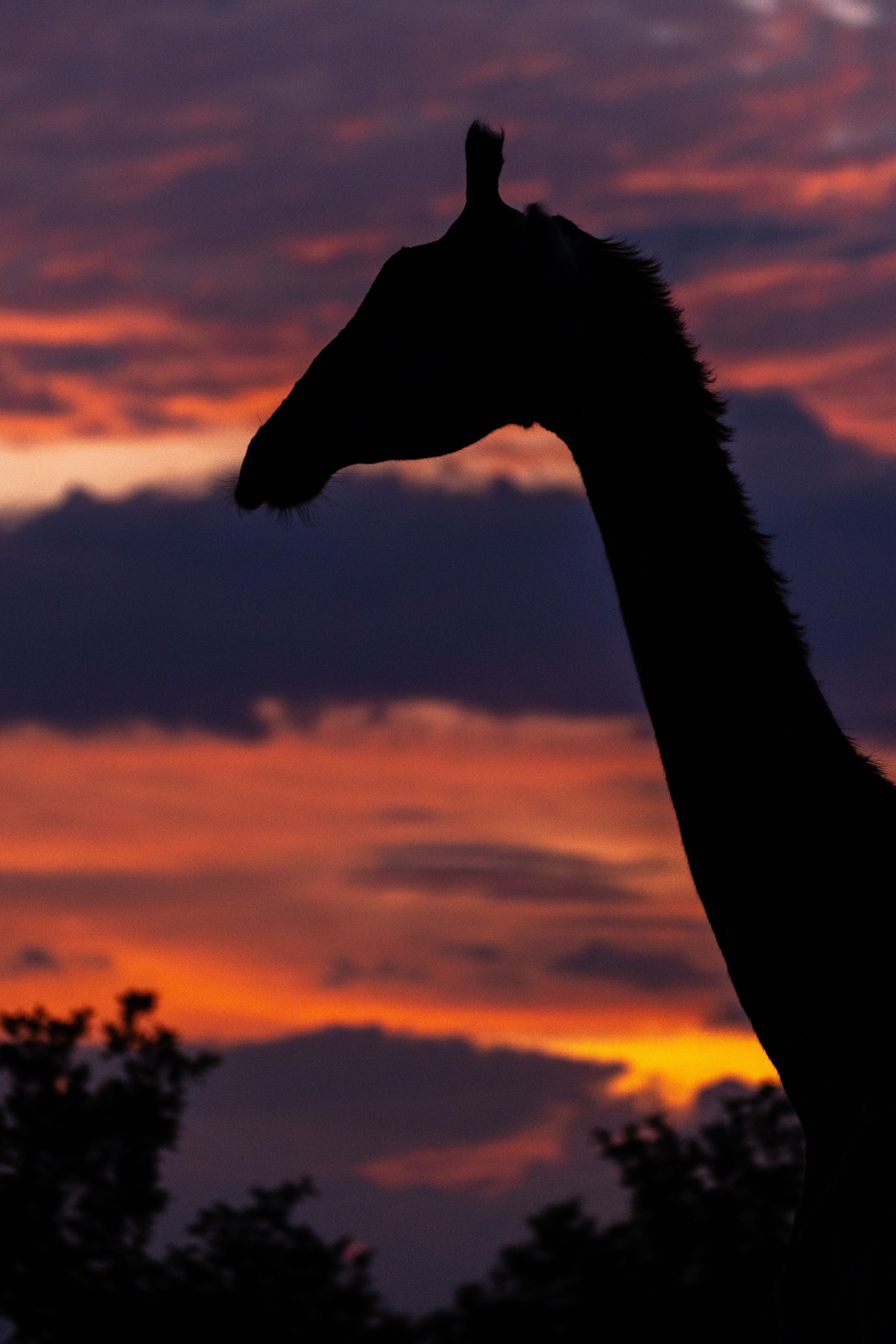 Sundowner