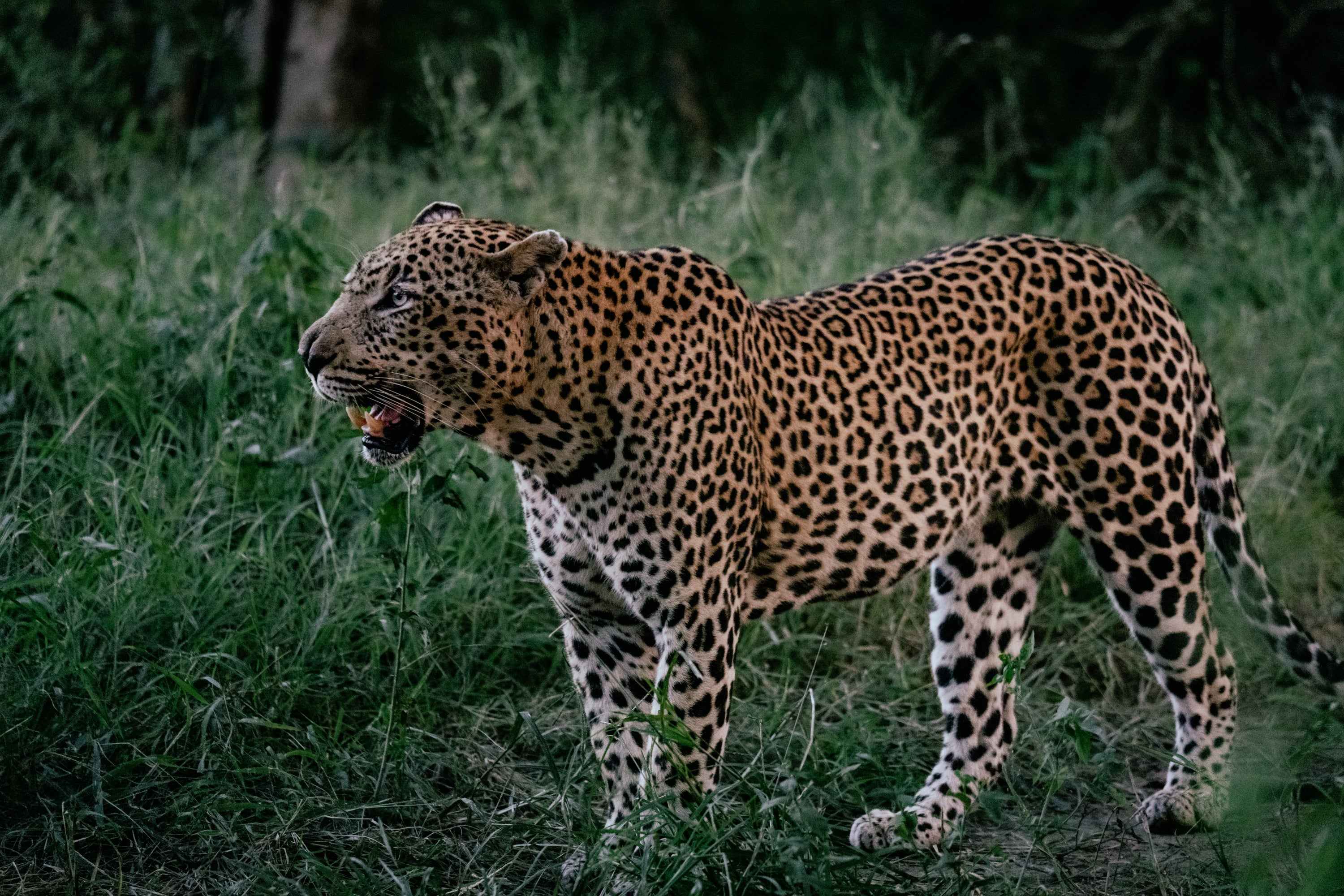 Hanyile Male