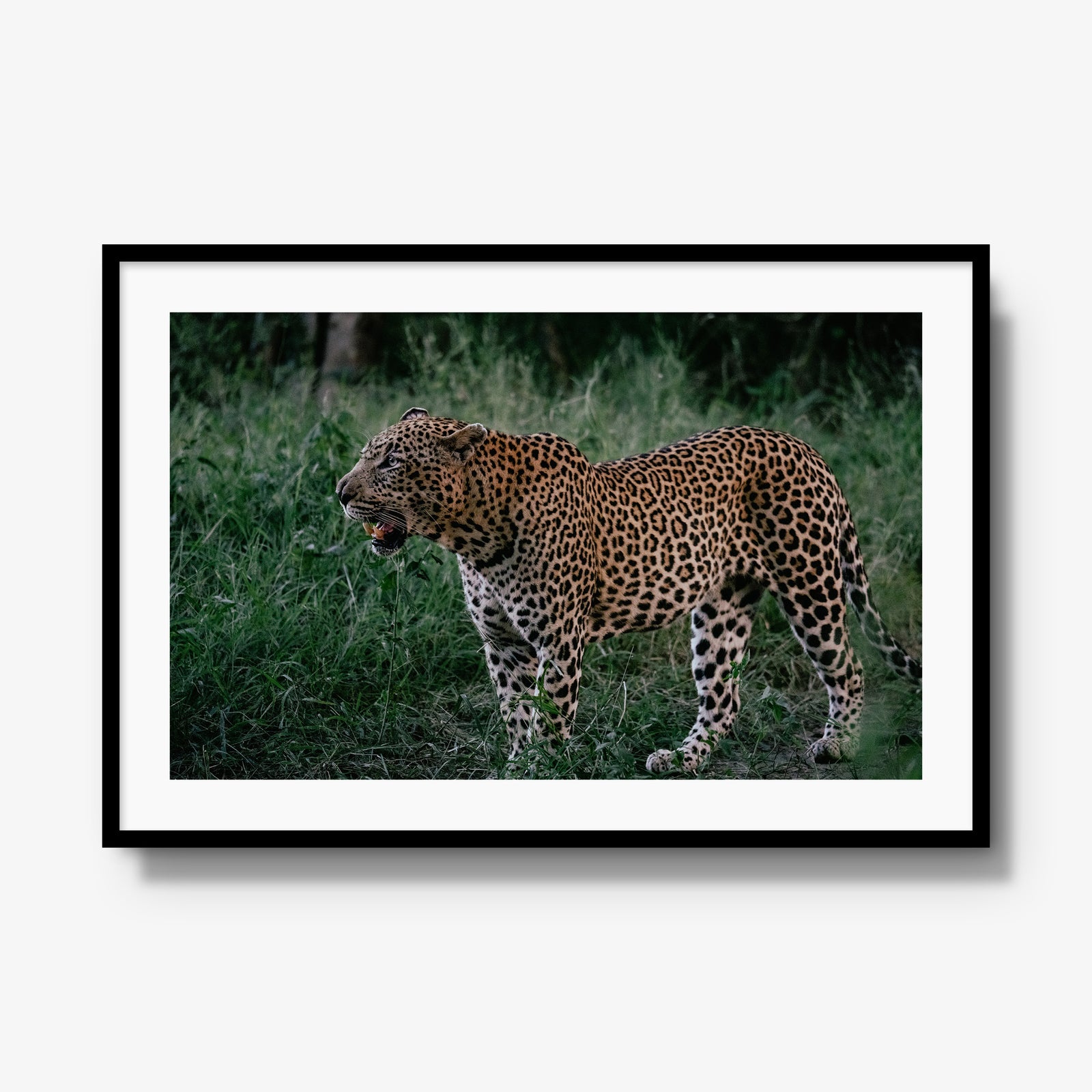 Hanyile Male