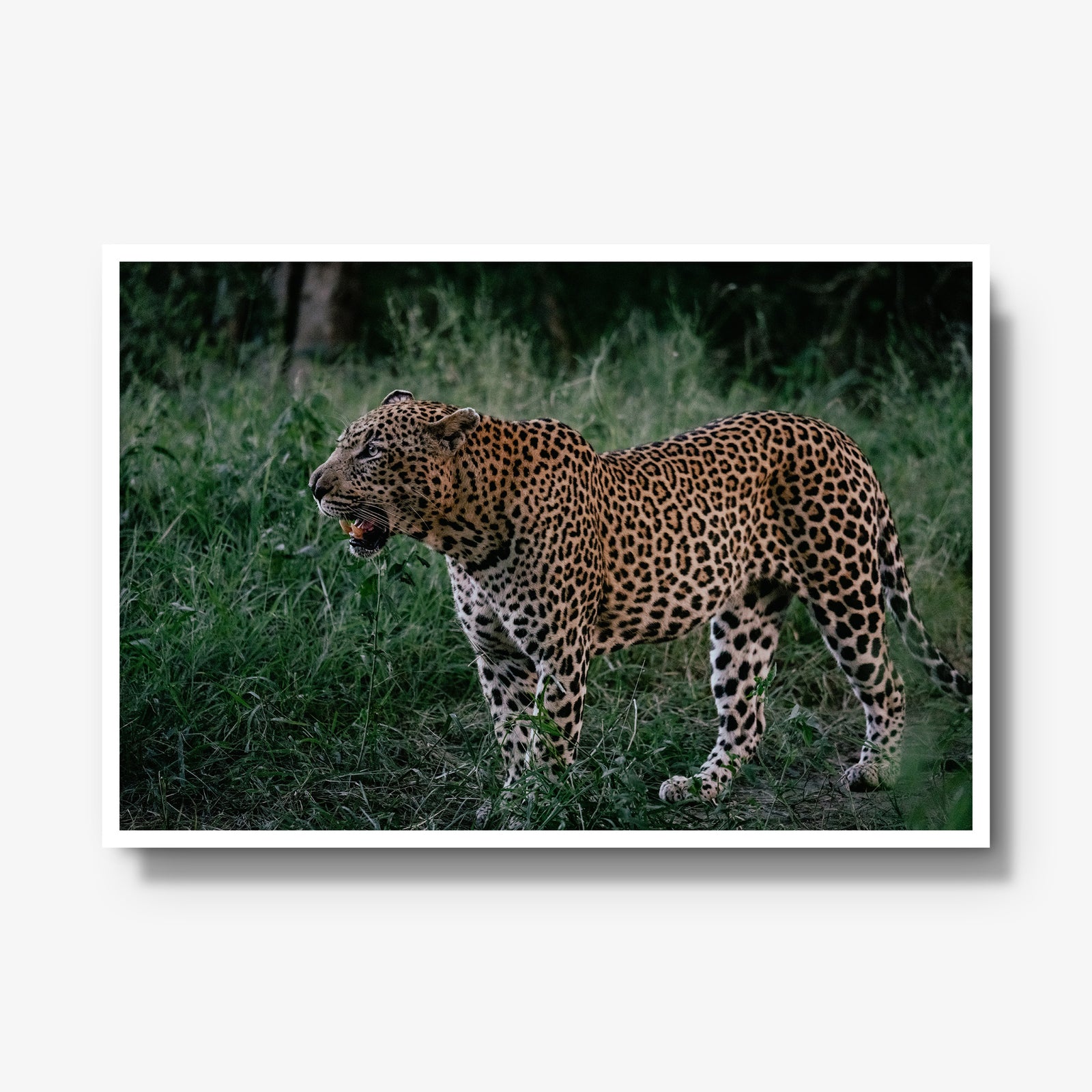 Hanyile Male