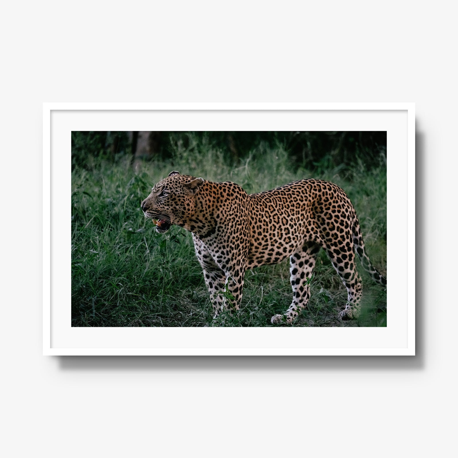 Hanyile Male