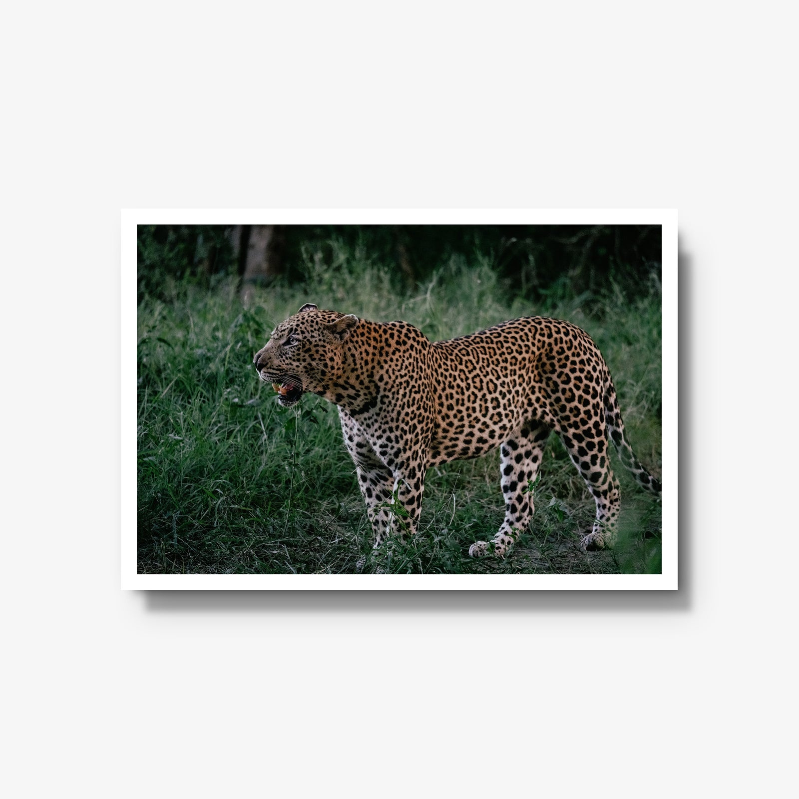 Hanyile Male