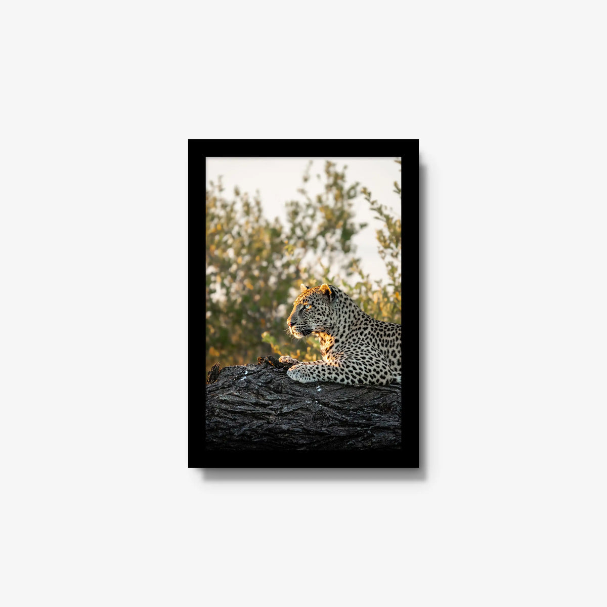 Repose