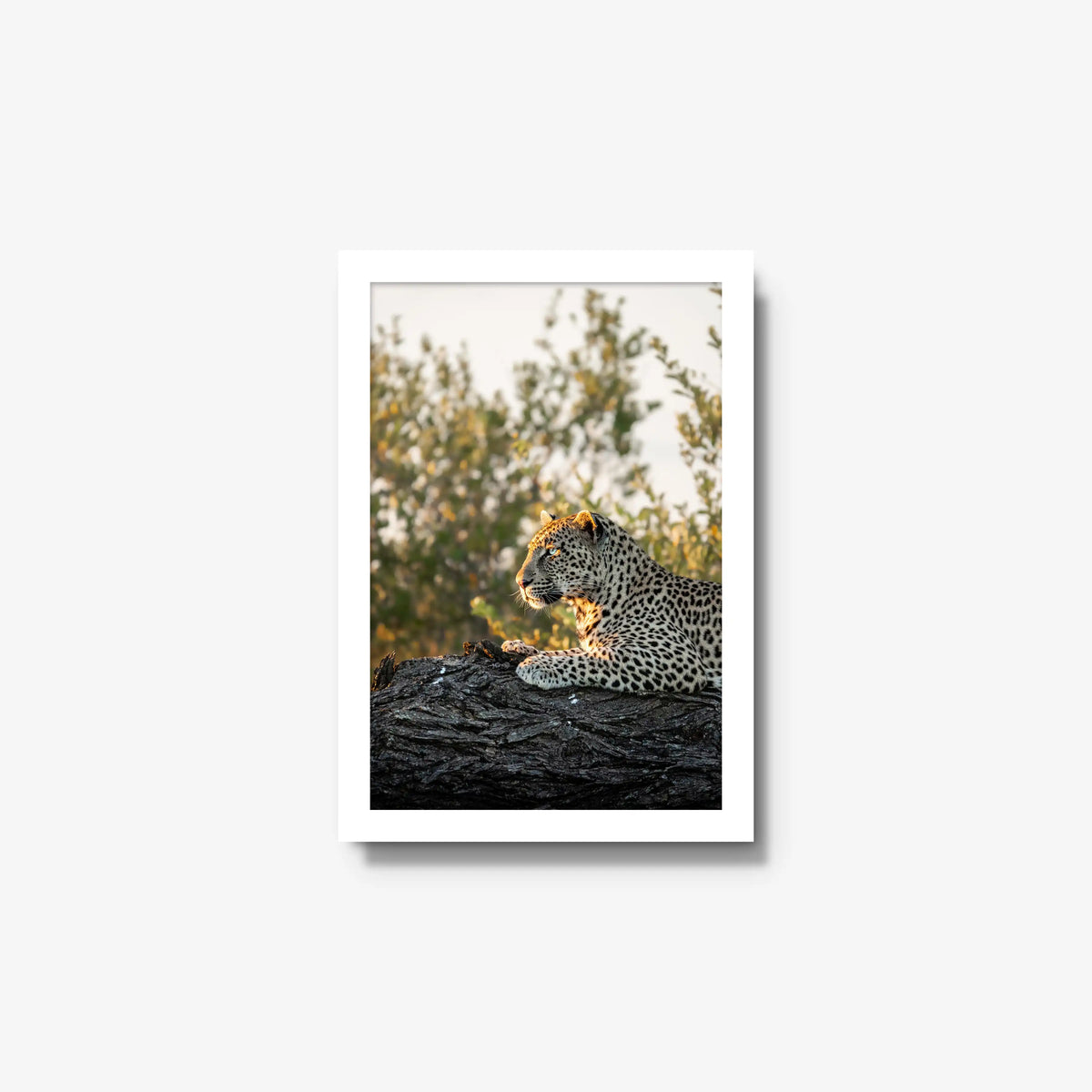 Repose