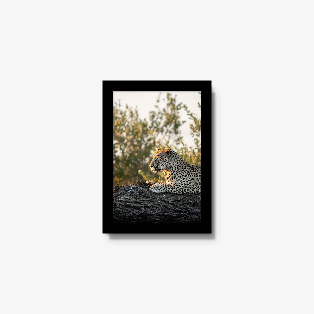 Repose