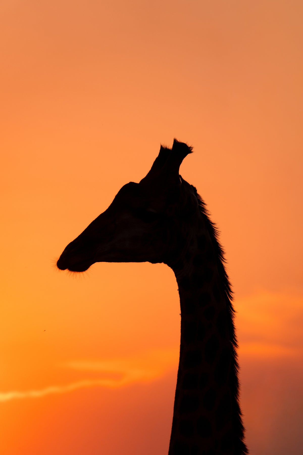 The Tall Shadow