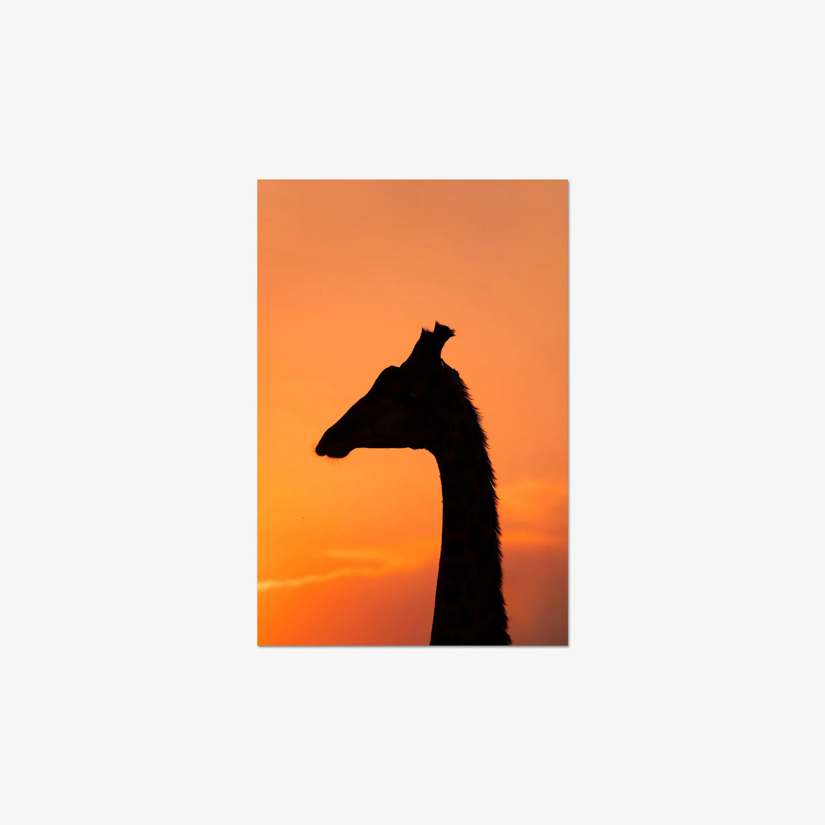 The Tall Shadow