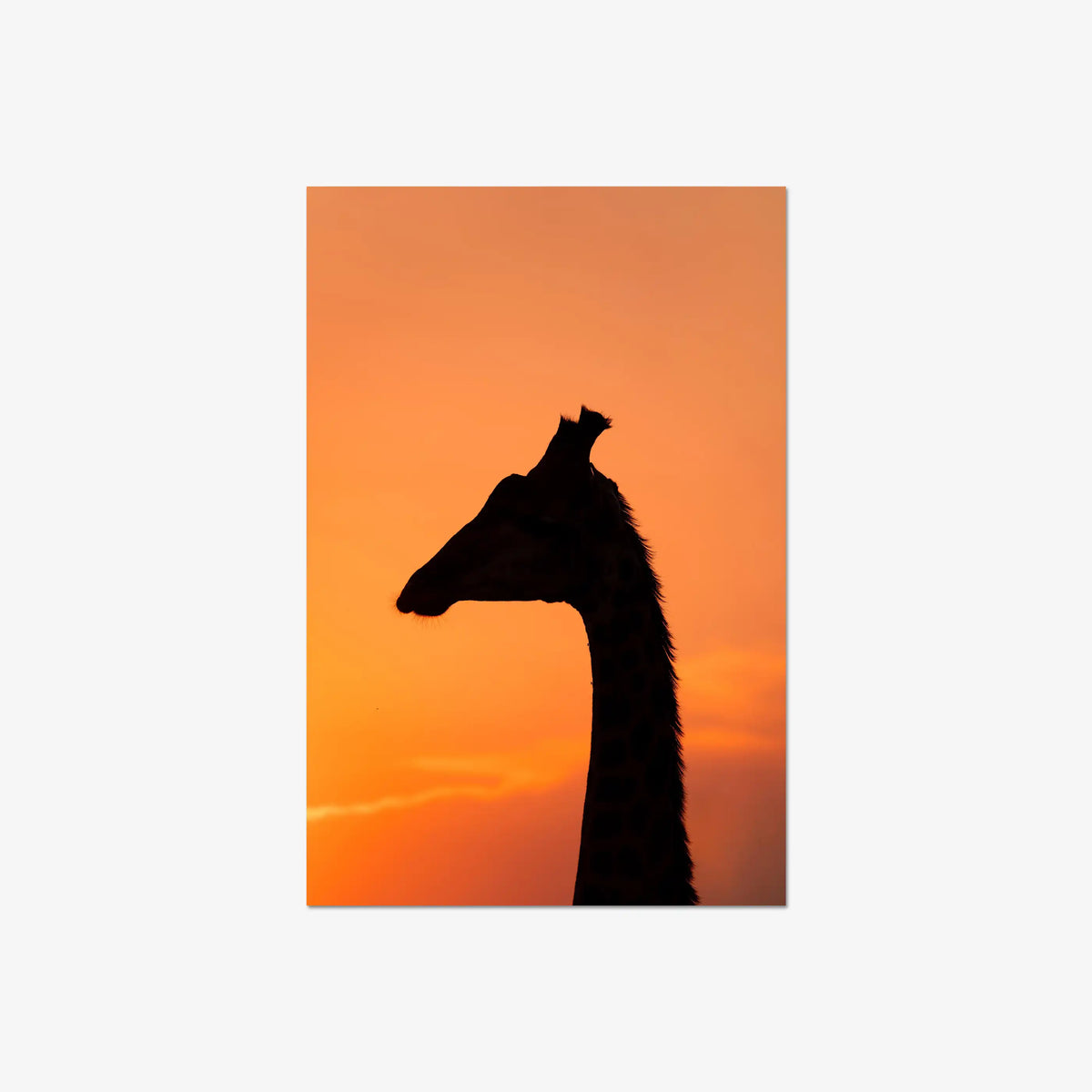 The Tall Shadow