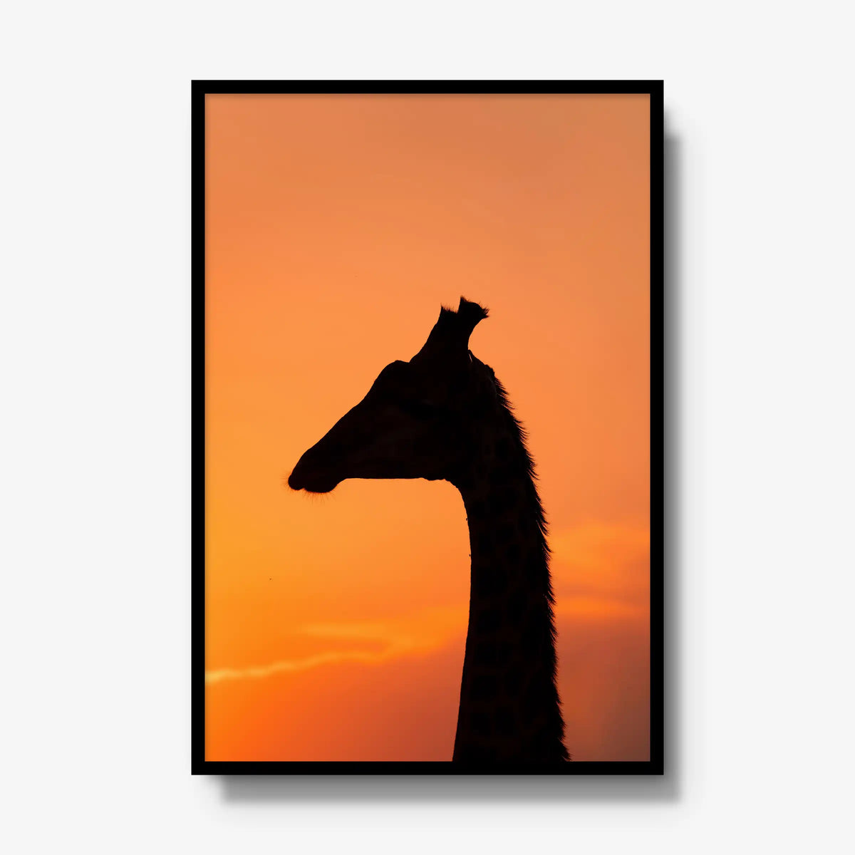 The Tall Shadow