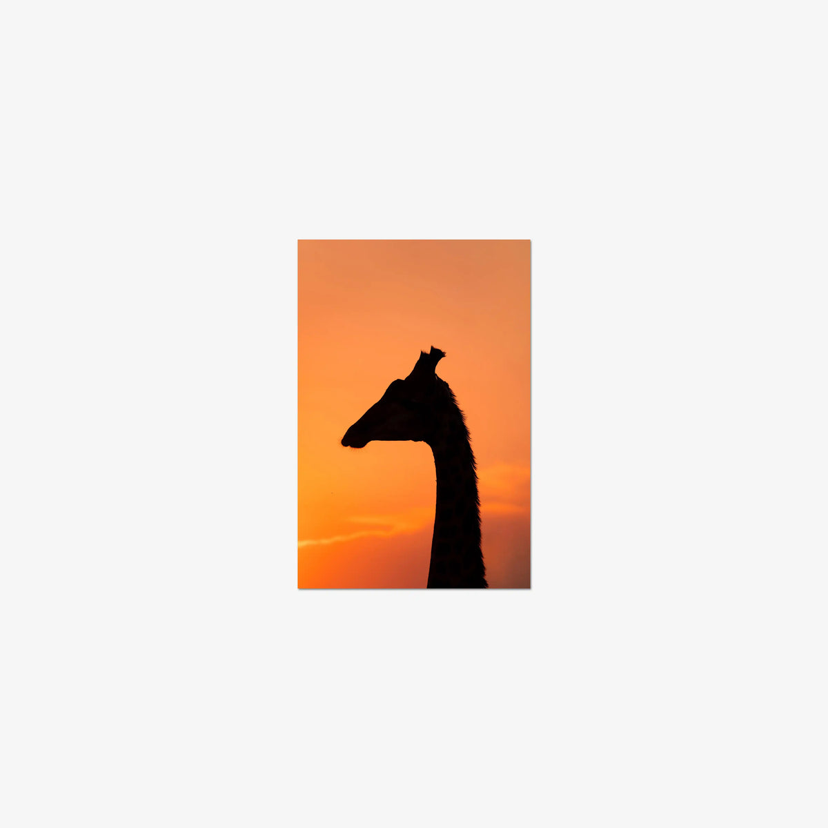 The Tall Shadow