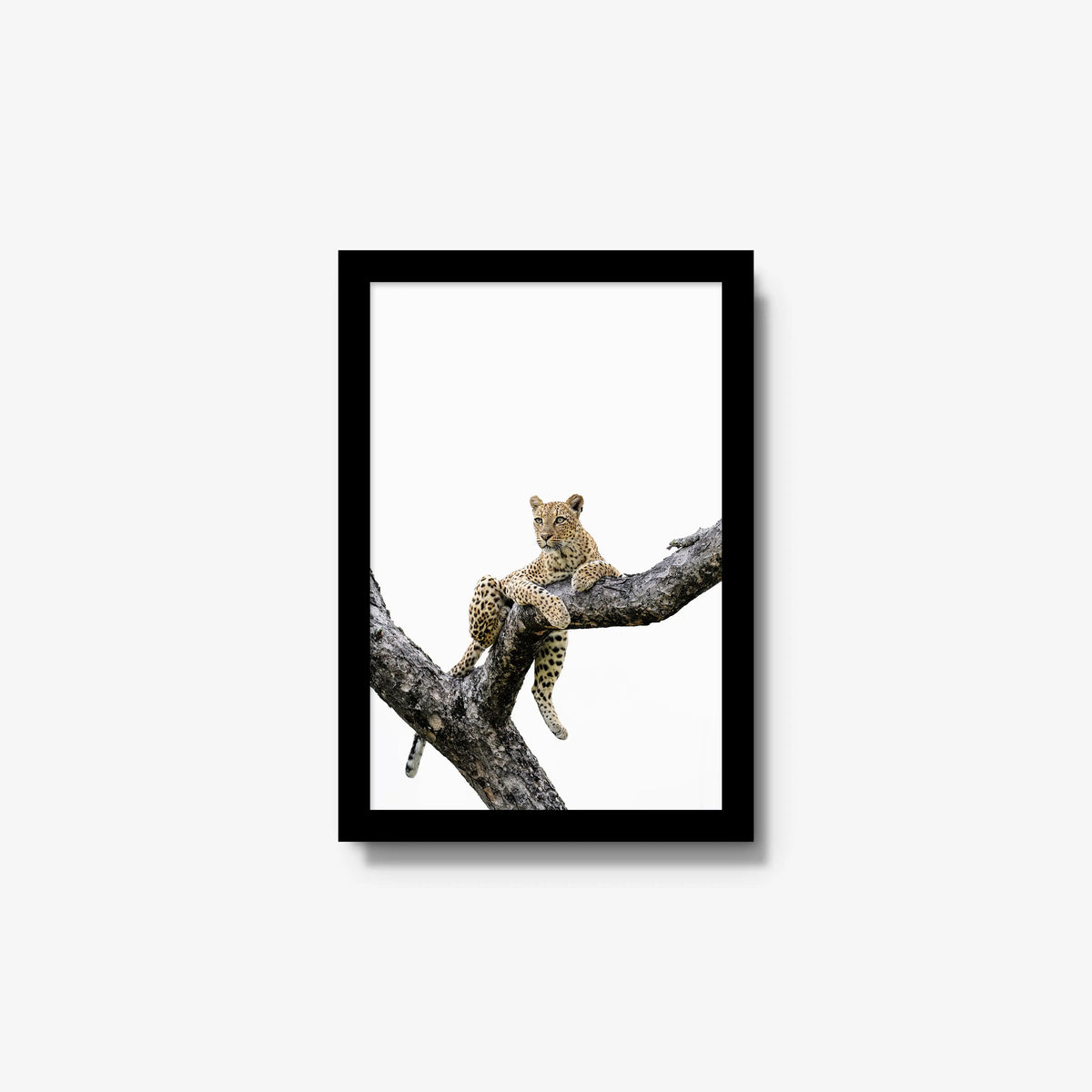 Counterbalance — small / black / full