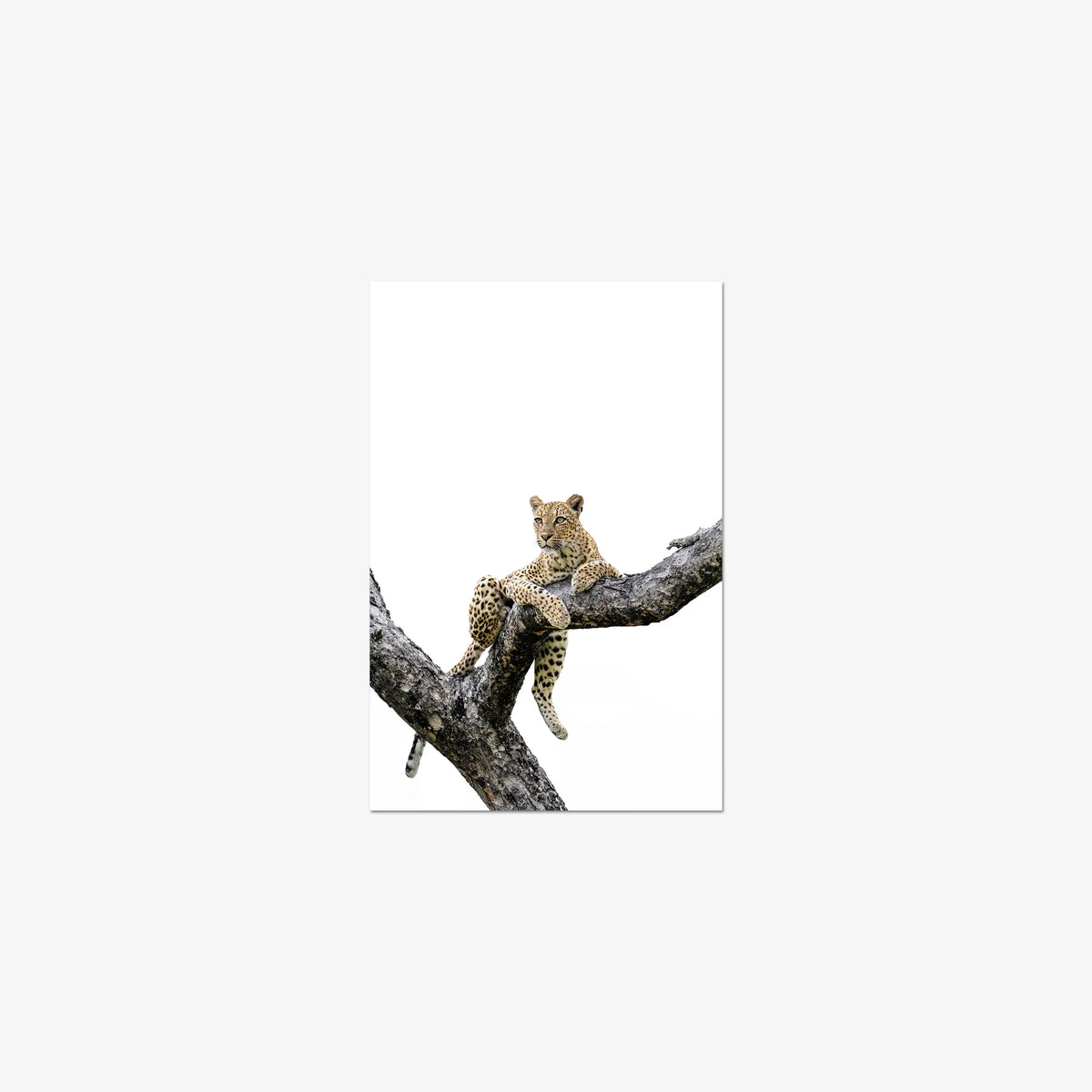 Counterbalance — small / print / n/a