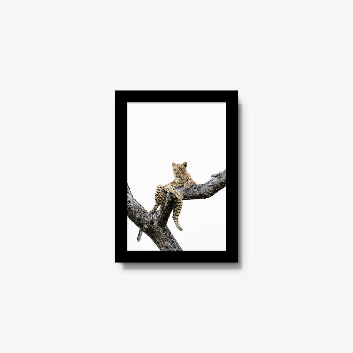 Counterbalance — mini / black / full