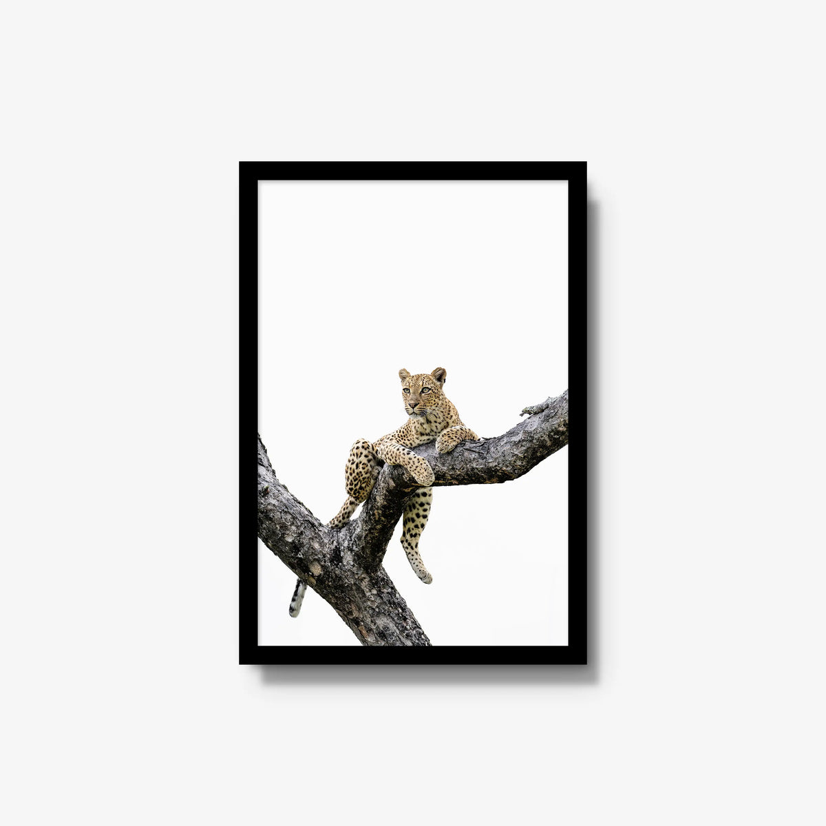 Counterbalance — medium / black / full