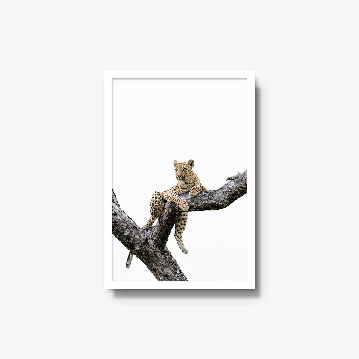 Counterbalance — medium / white / full