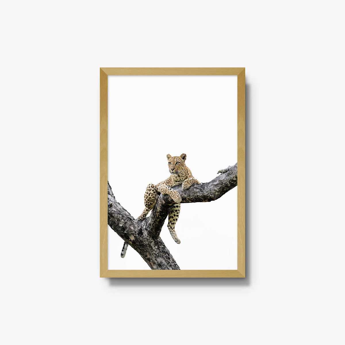 Counterbalance — medium / natural / full