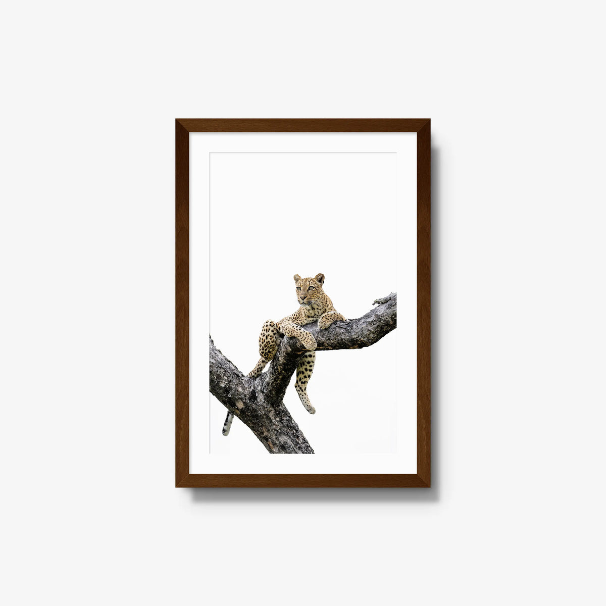 Counterbalance — medium / brown / mat