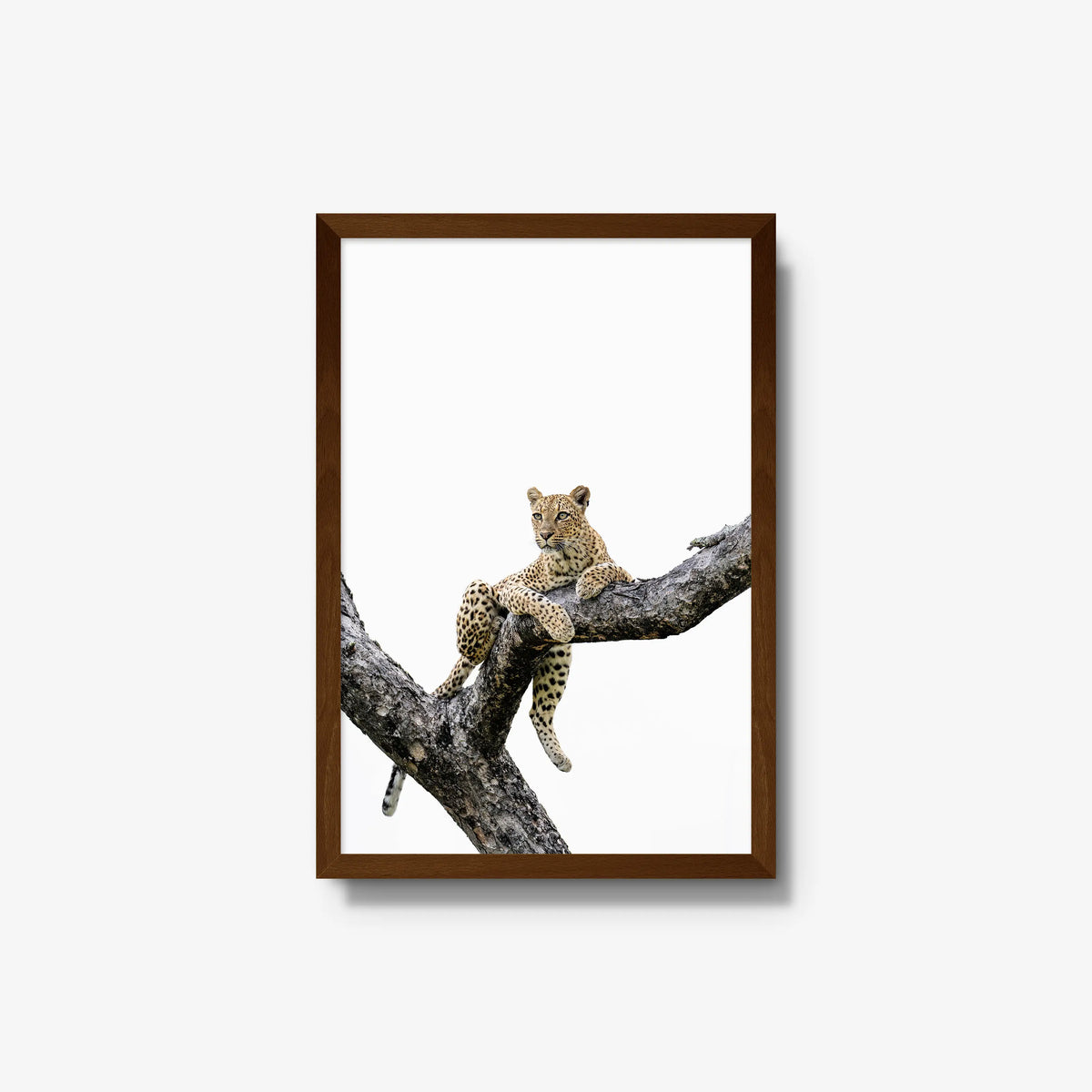 Counterbalance — medium / brown / full