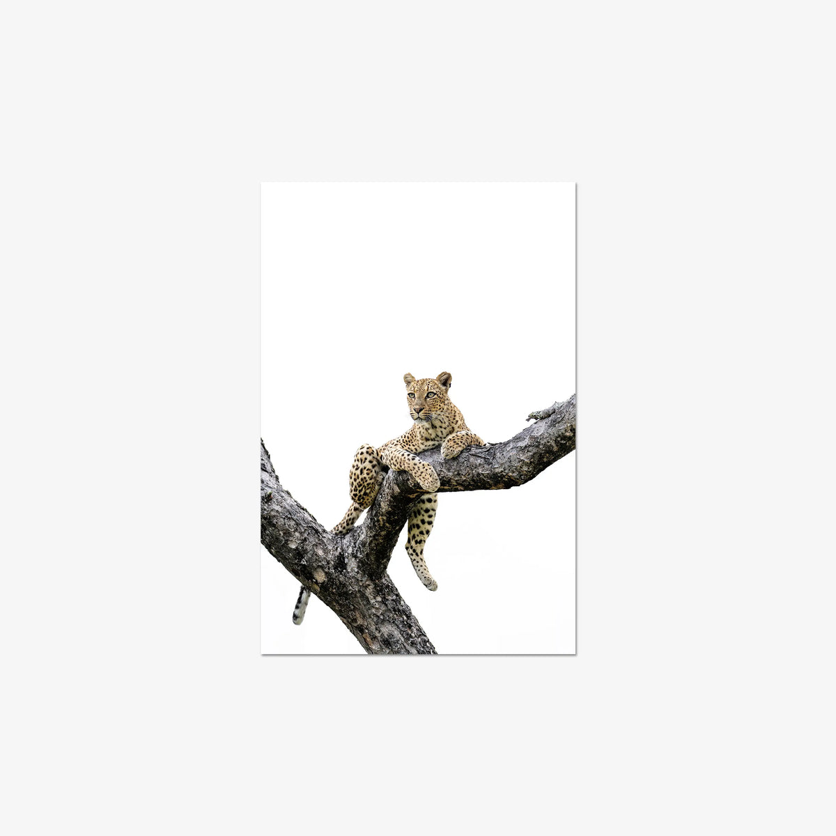 Counterbalance — medium / print / n/a