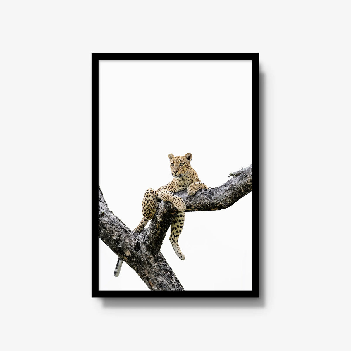 Counterbalance — large / black / full