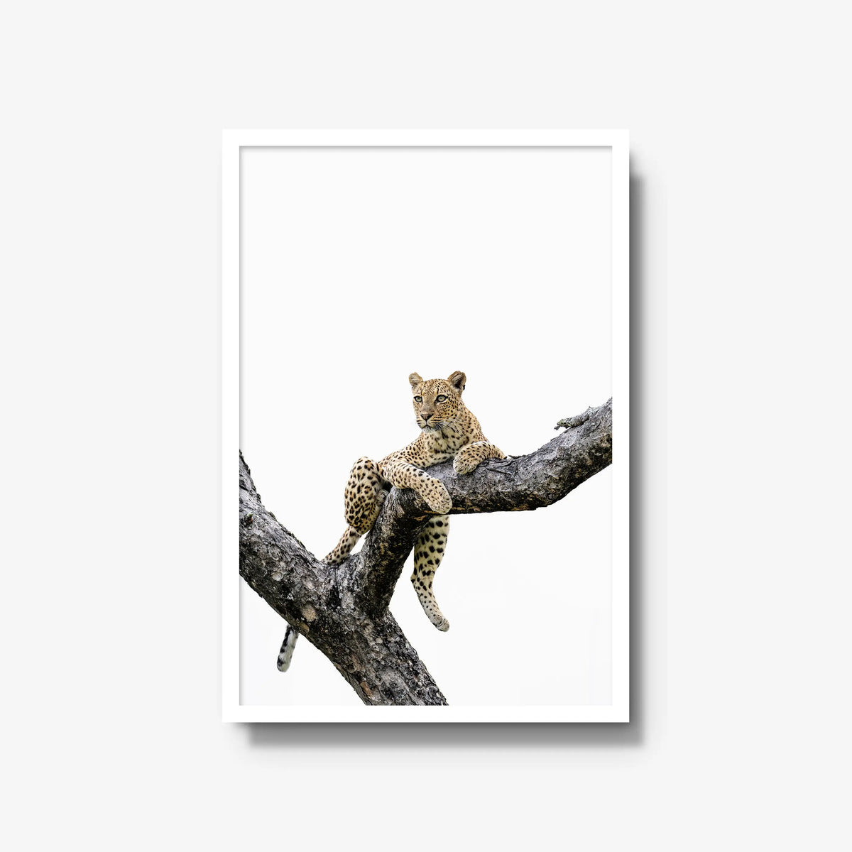 Counterbalance — large / white / full
