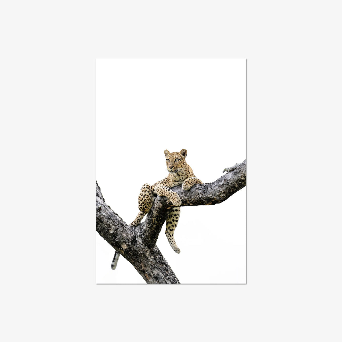 Counterbalance — large / print / n/a