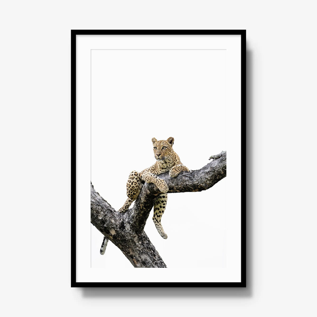 Counterbalance — gallery / black / mat