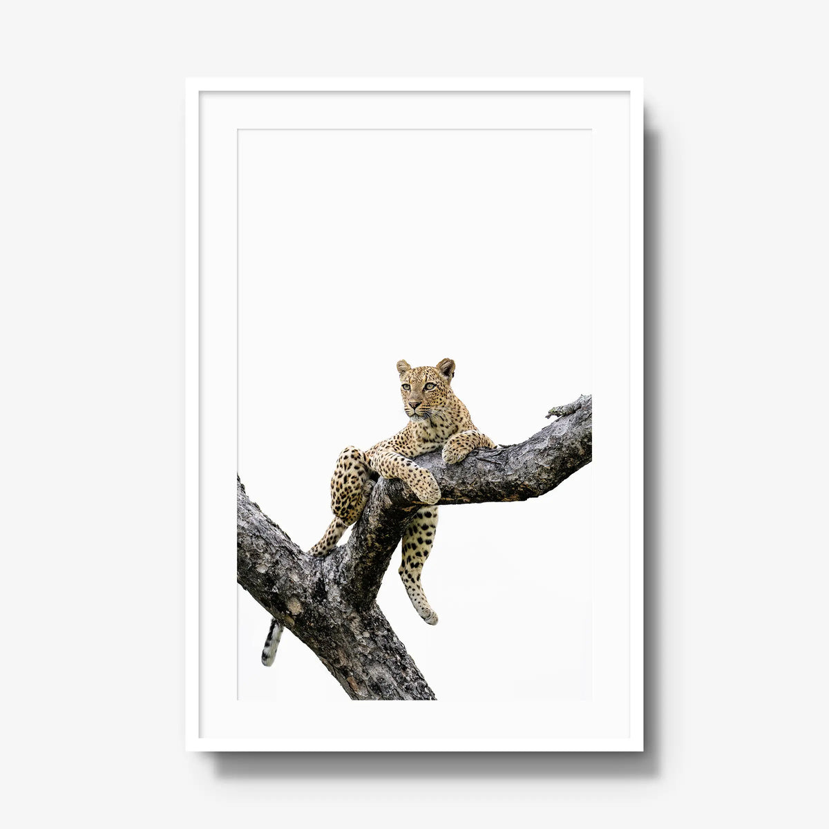 Counterbalance — gallery / white / mat