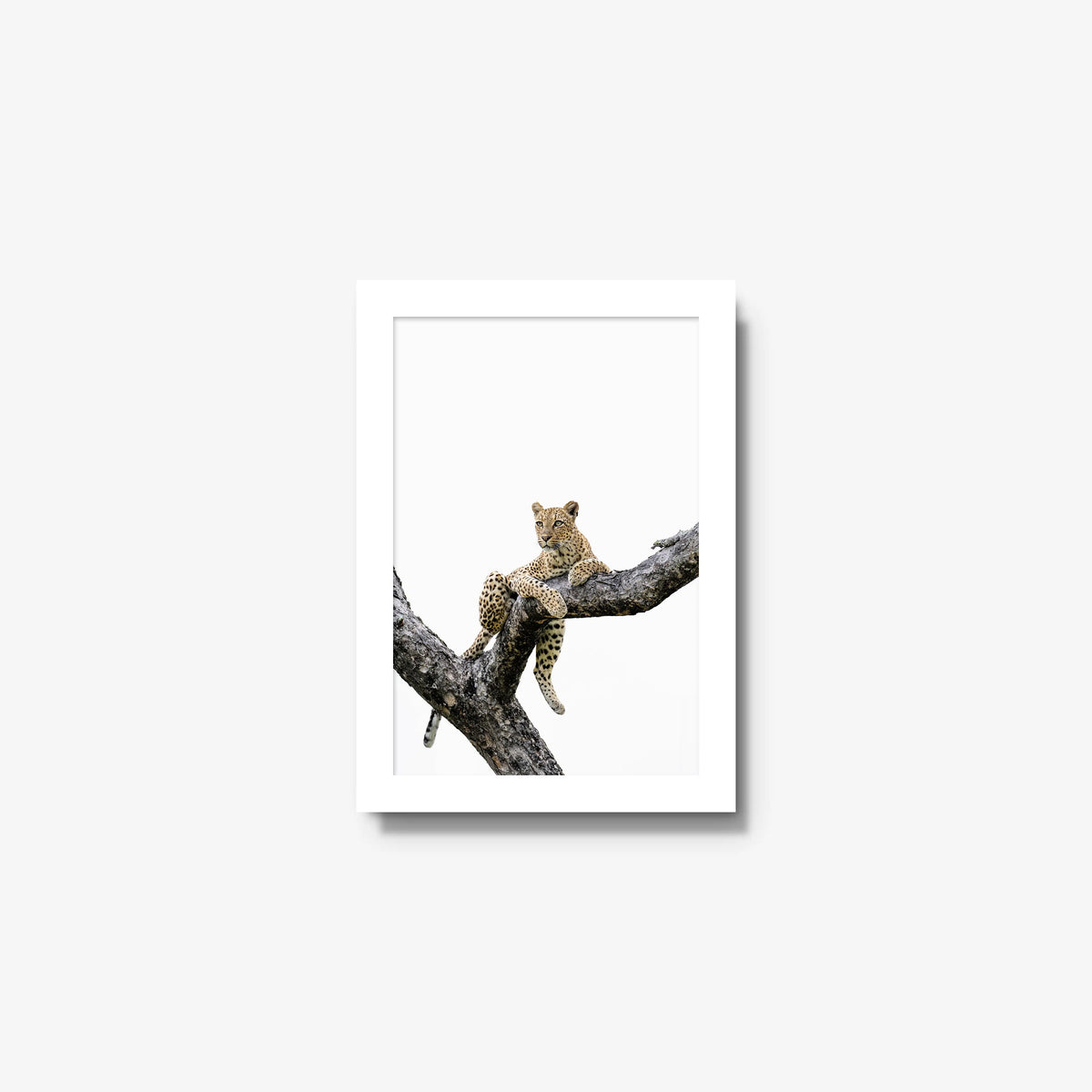 Counterbalance — mini / white / full