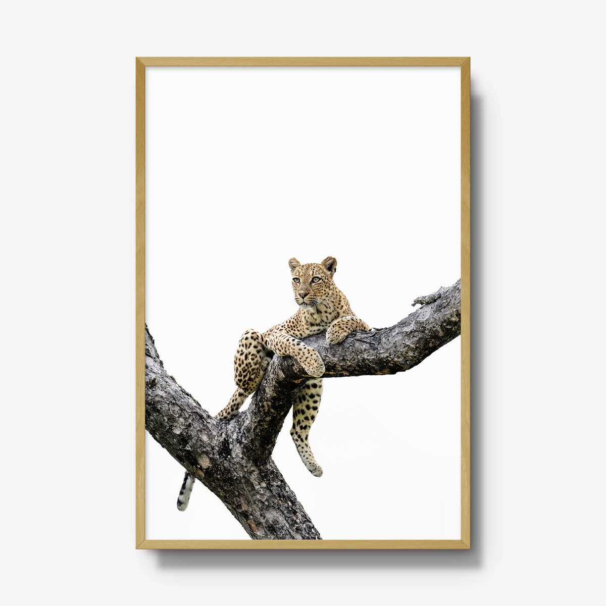 Counterbalance — gallery / natural / full