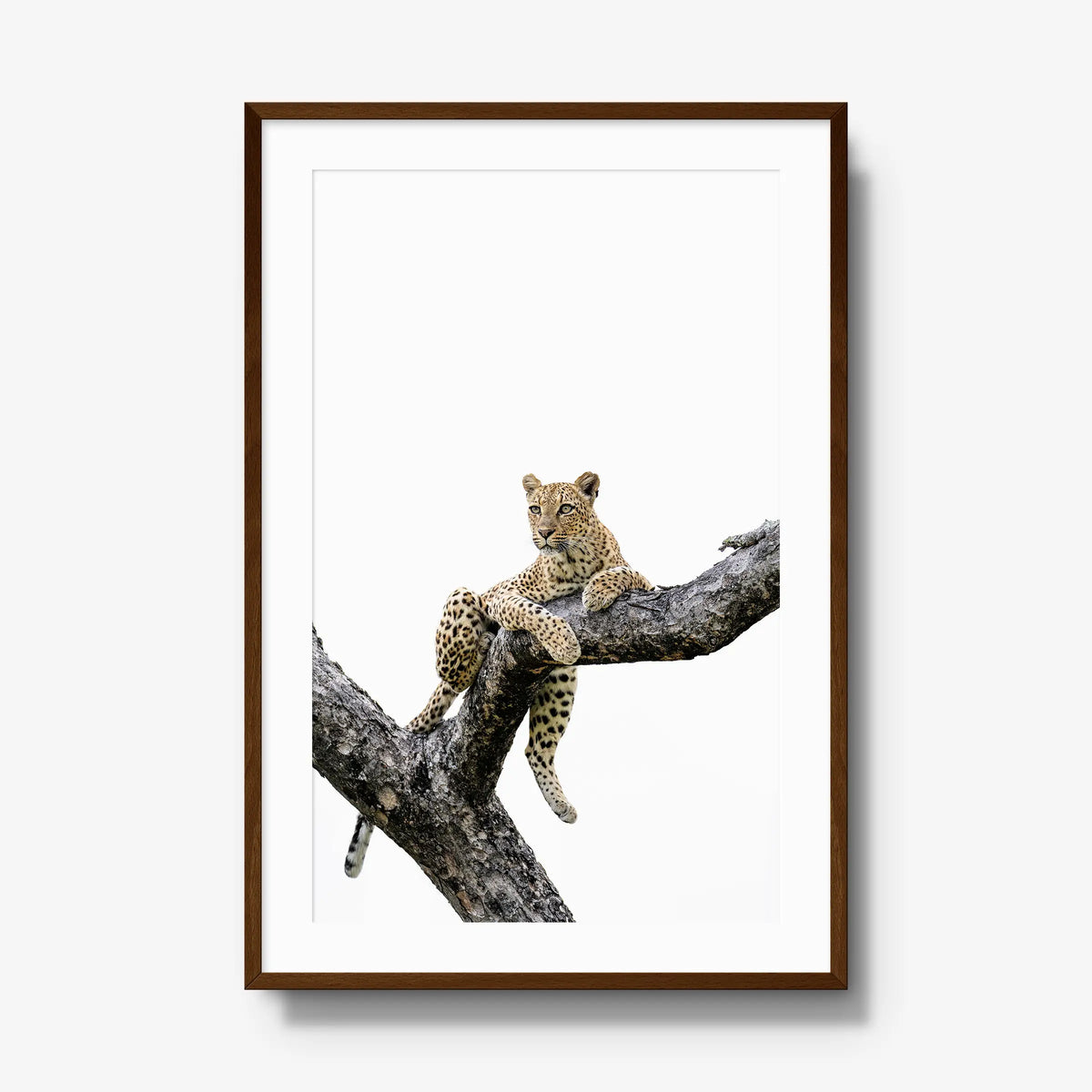 Counterbalance — gallery / brown / mat