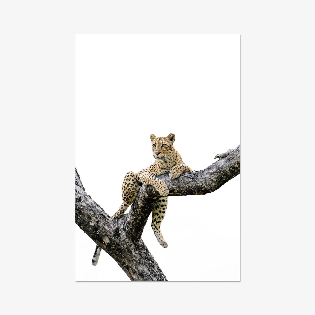 Counterbalance — gallery / print / n/a