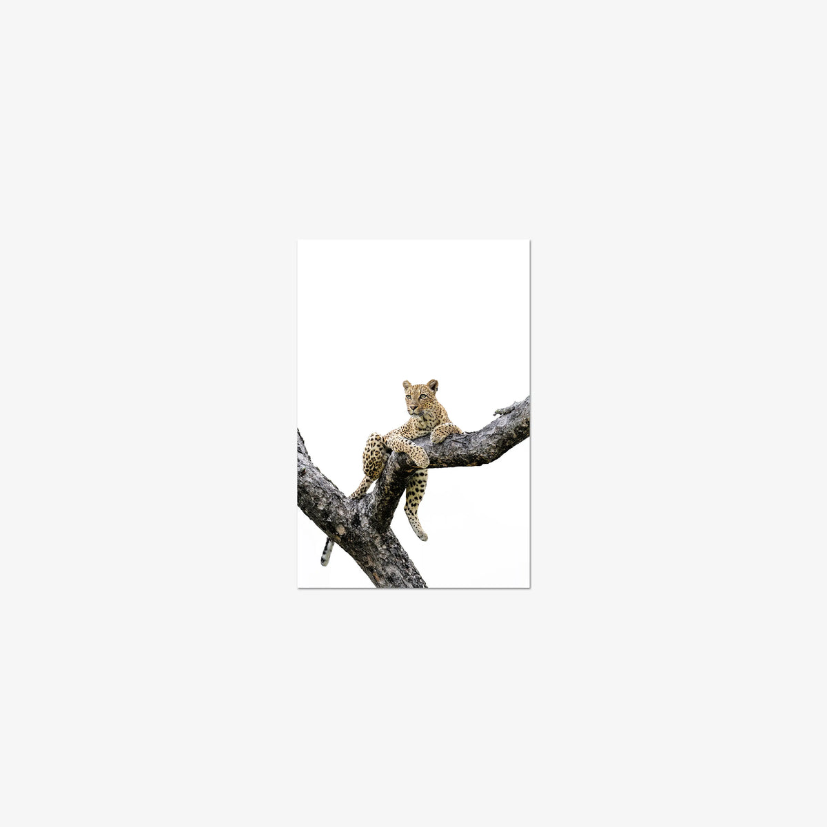 Counterbalance — mini / print / n/a