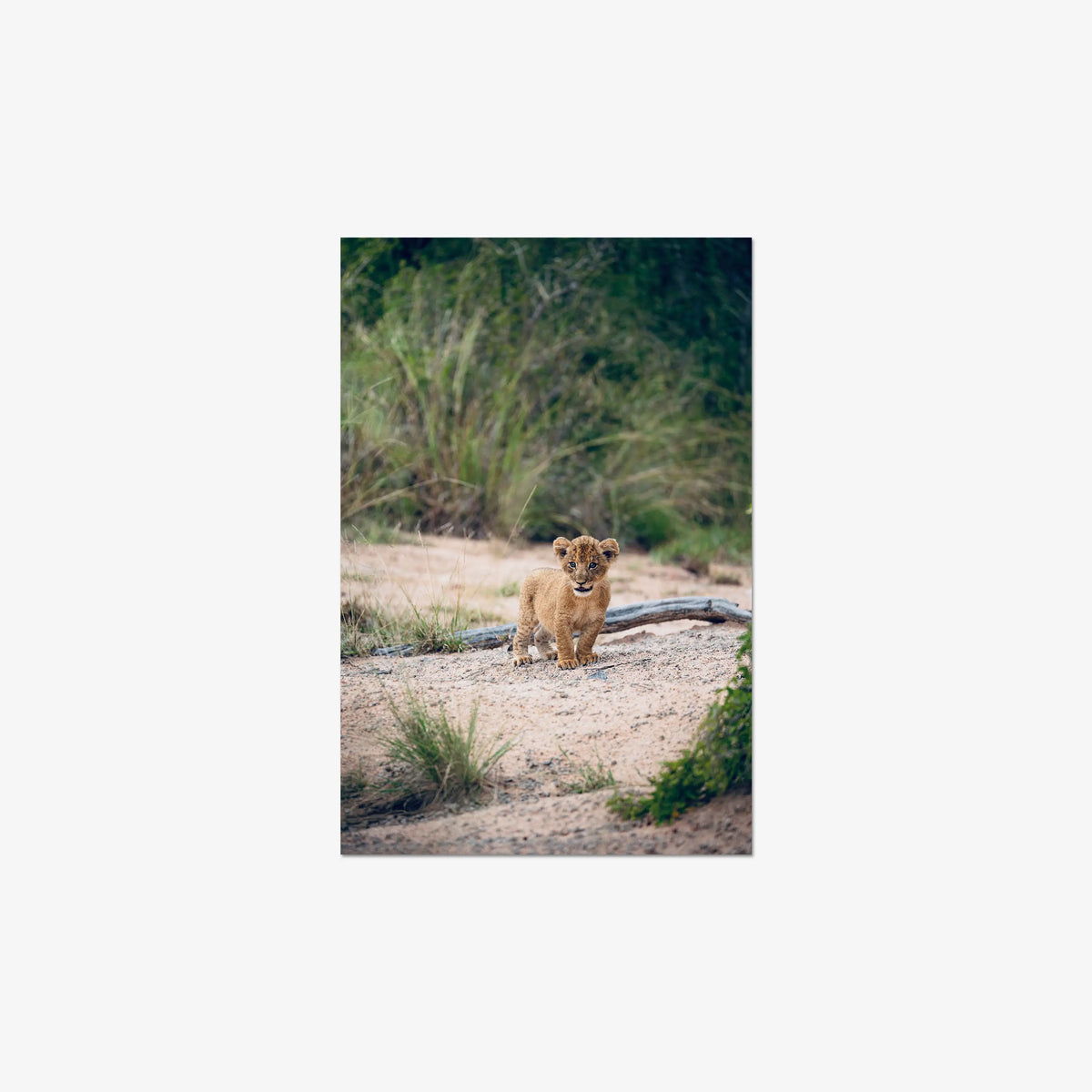 Venture — medium / print / n/a
