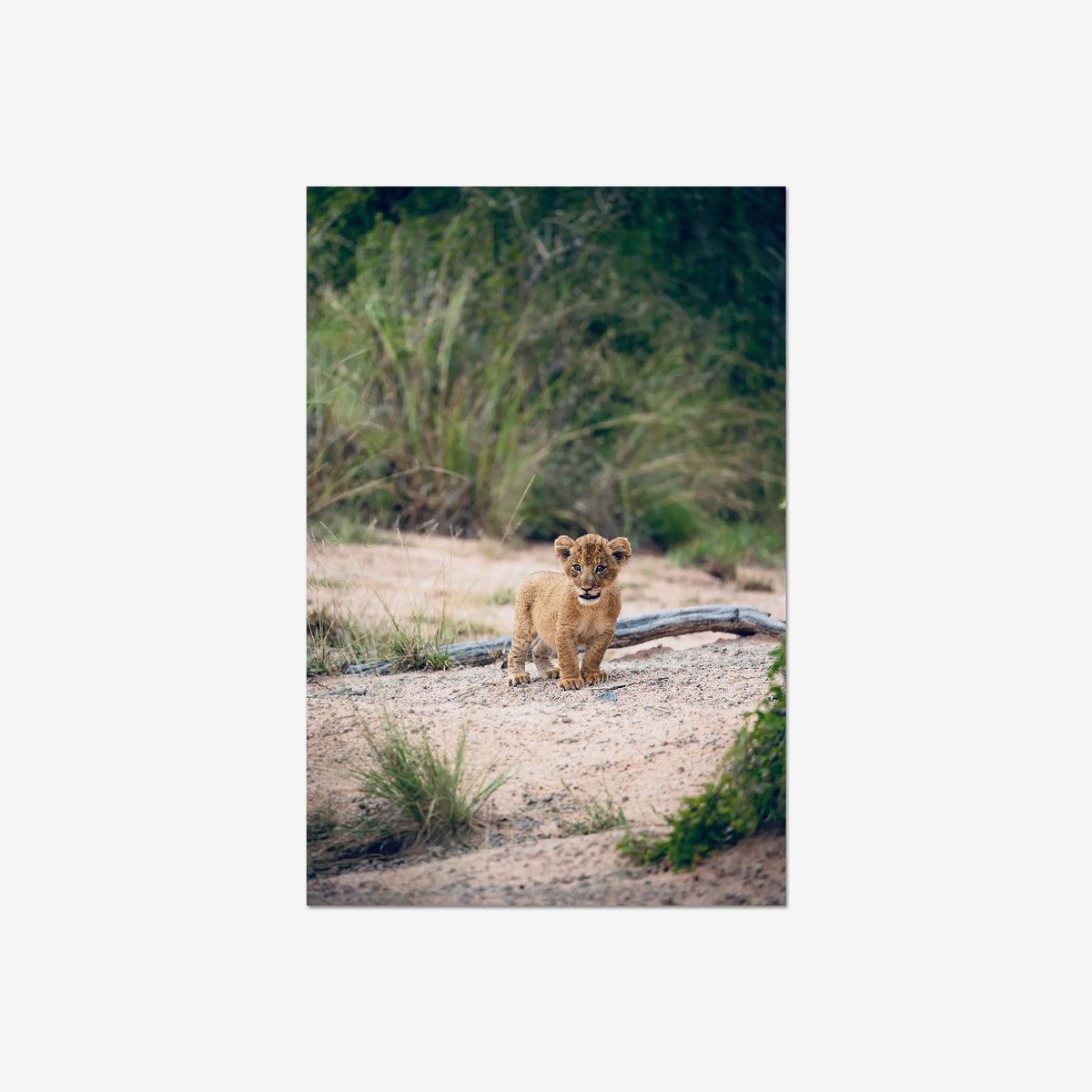 Venture — large / print / n/a