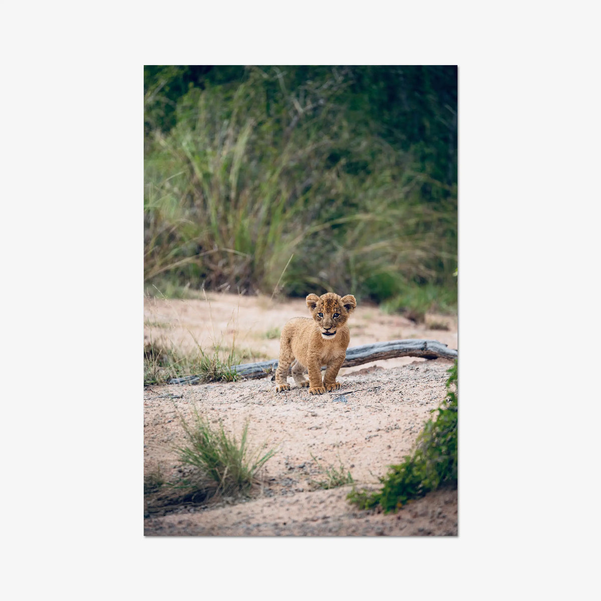 Venture — gallery / print / n/a