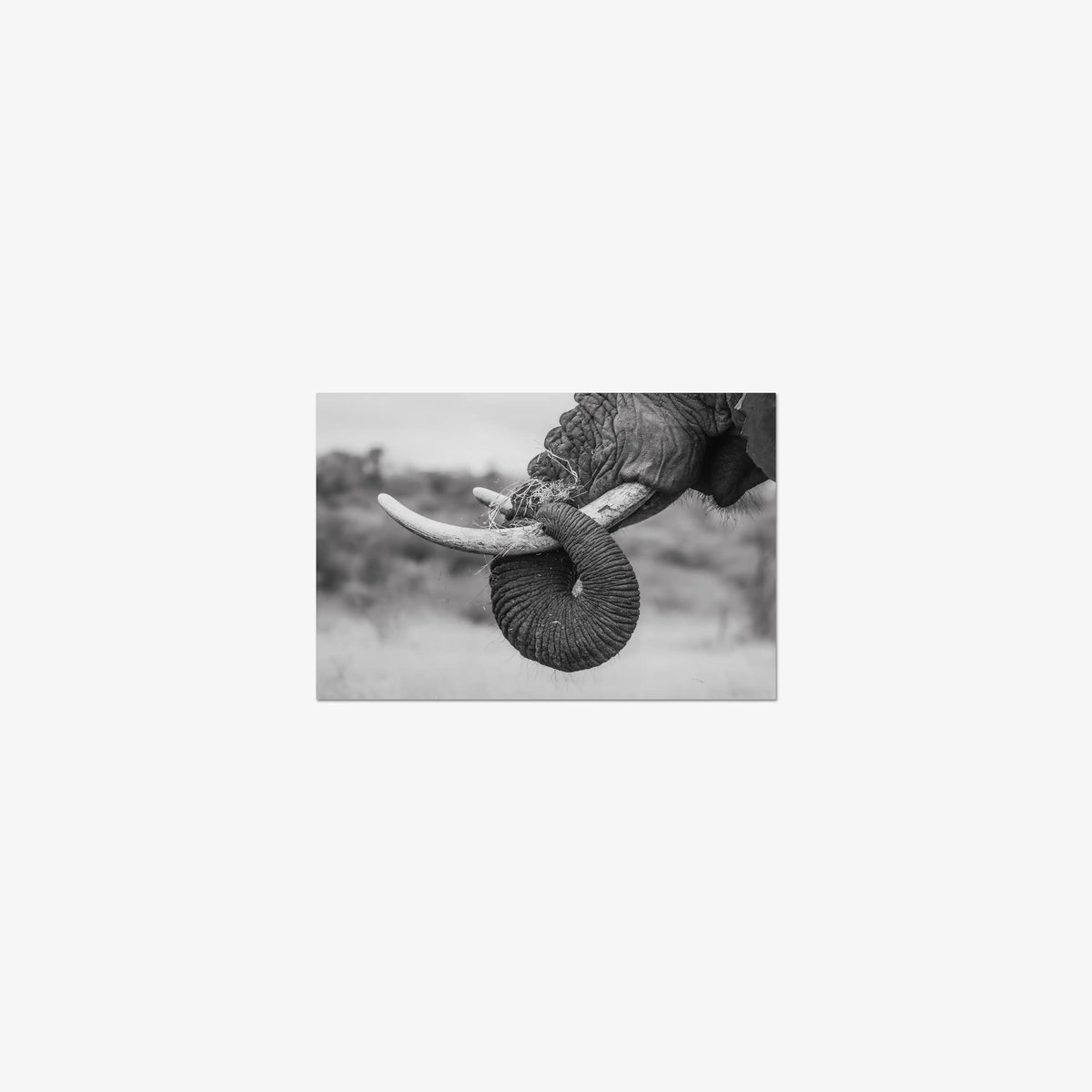 Daily Bread — mini / print / n/a