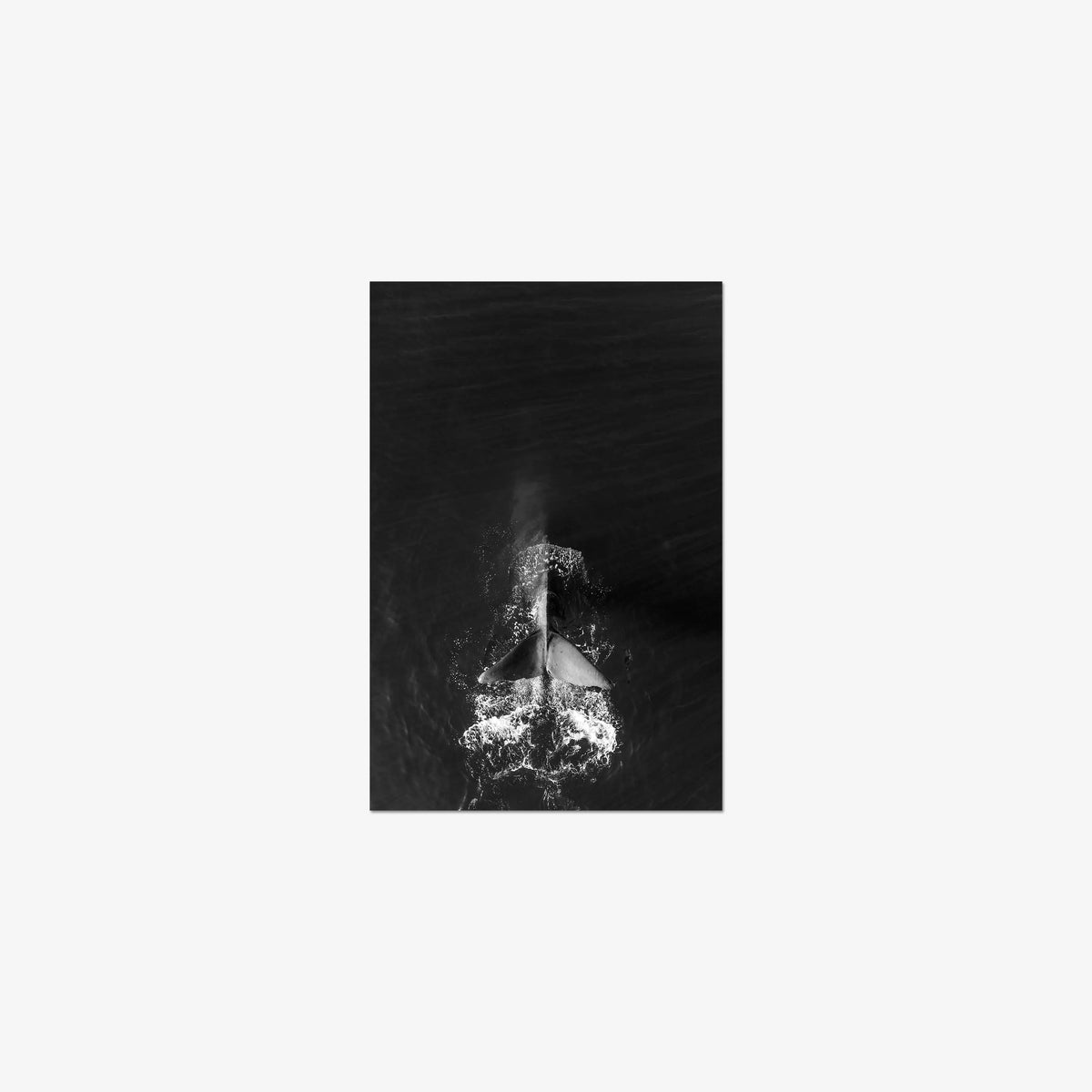 Dive — small / print / n/a