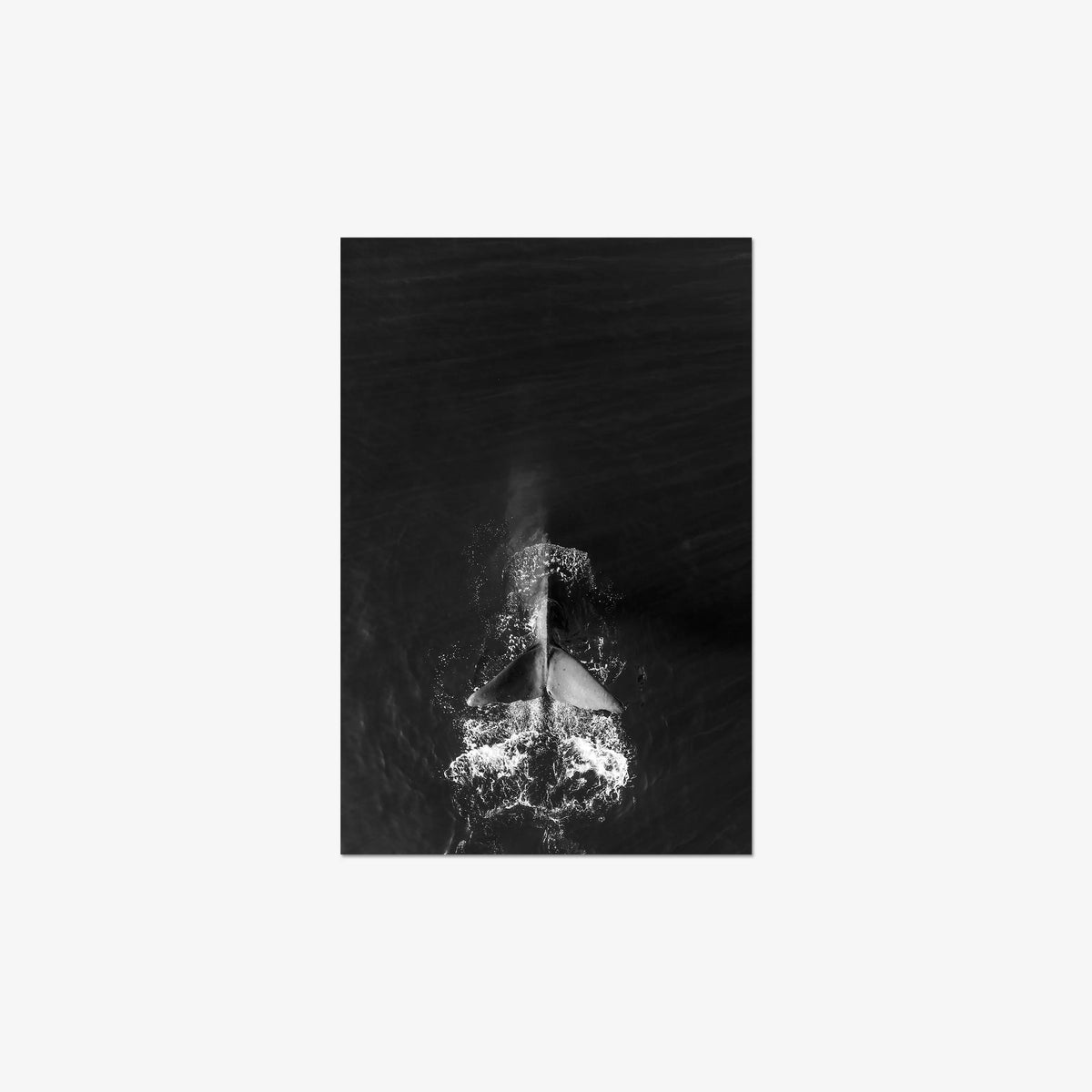 Dive — medium / print / n/a