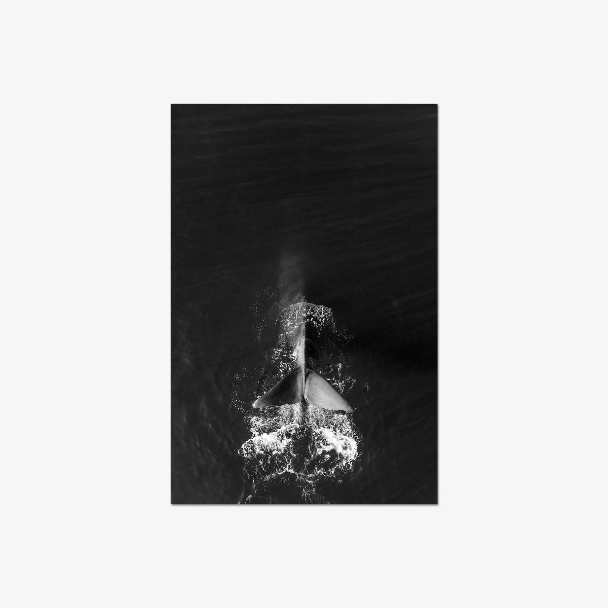Dive — large / print / n/a