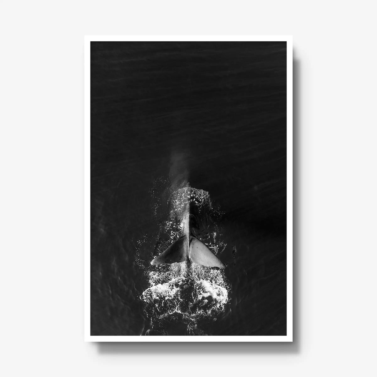 Dive — gallery / white / full