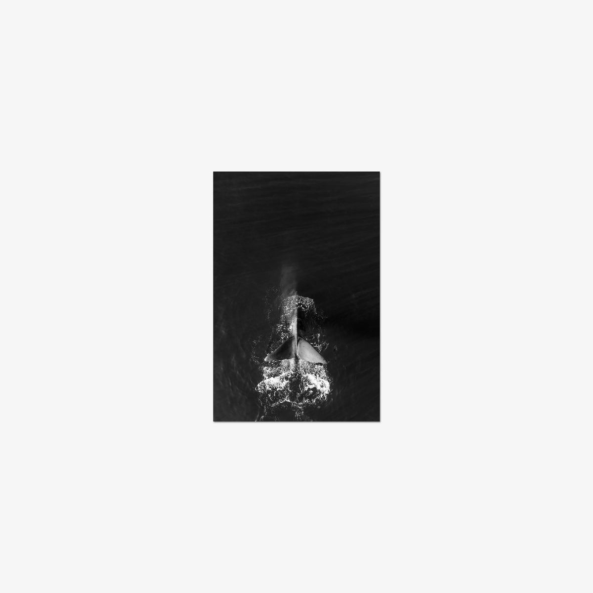 Dive — mini / print / n/a
