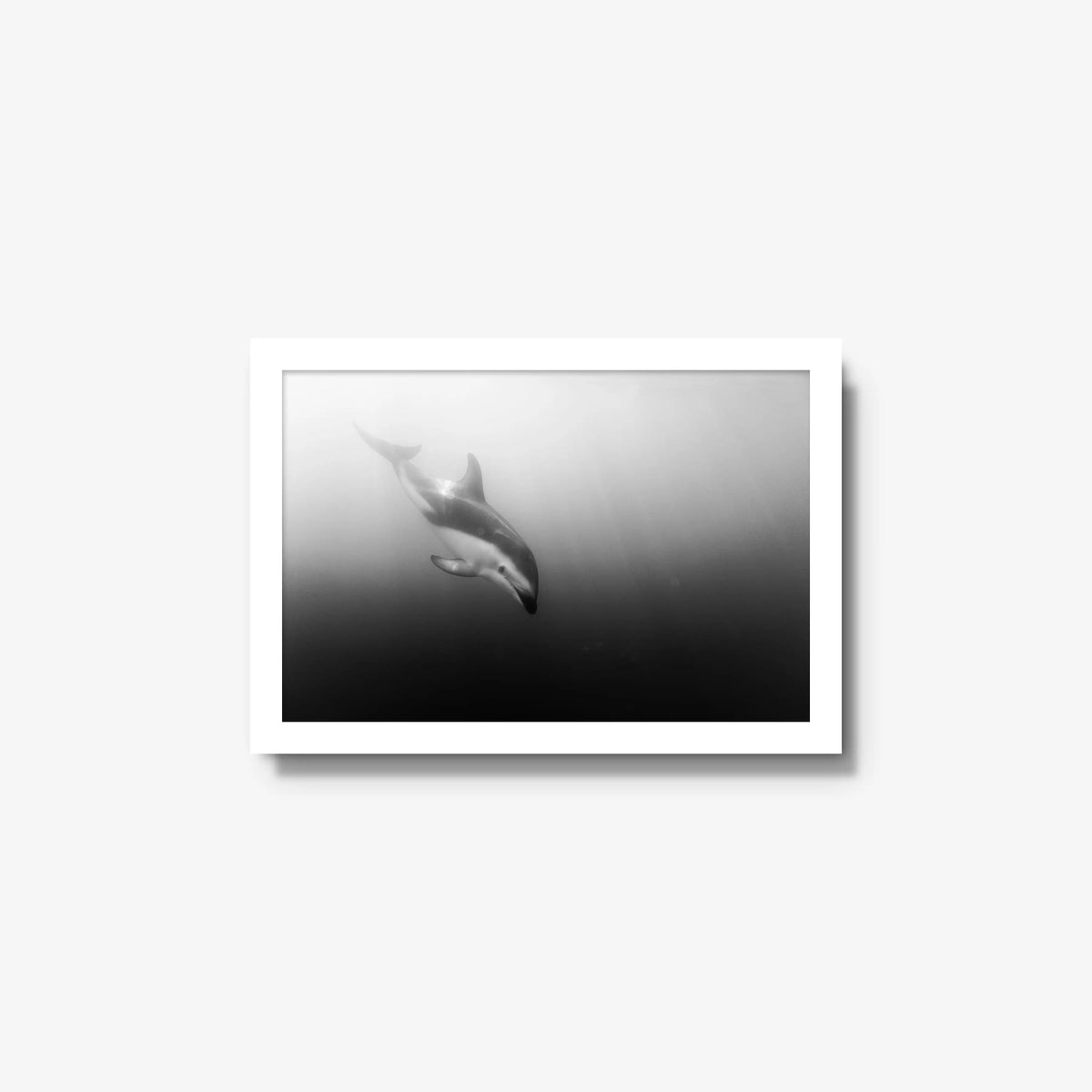 Dusky — small / white / full
