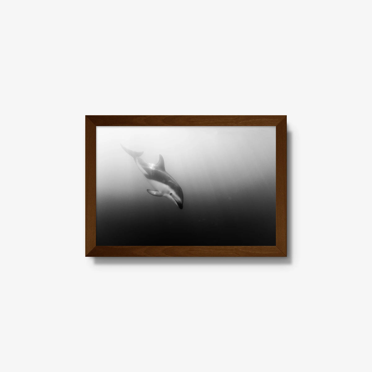 Dusky — small / brown / full