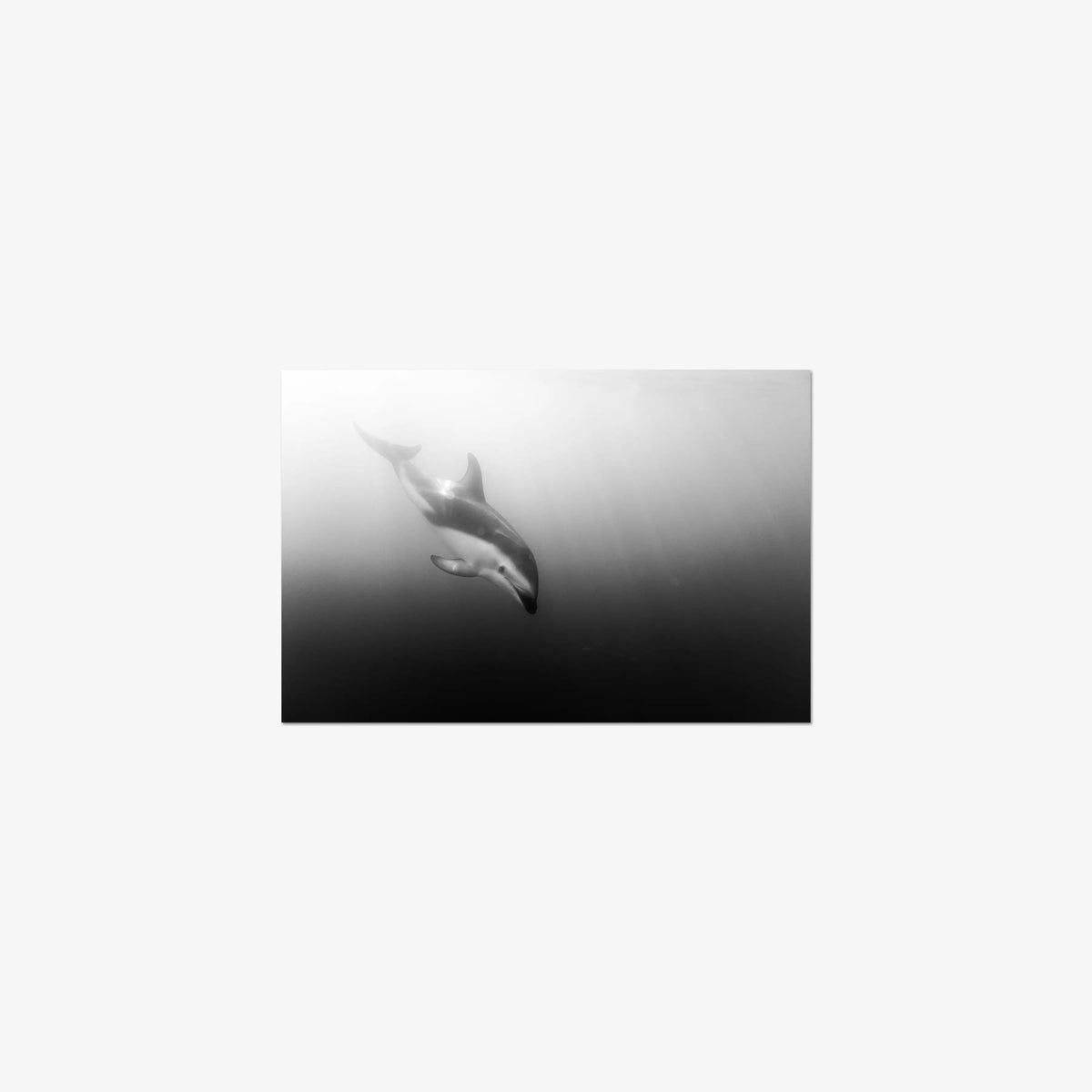Dusky — small / print / n/a