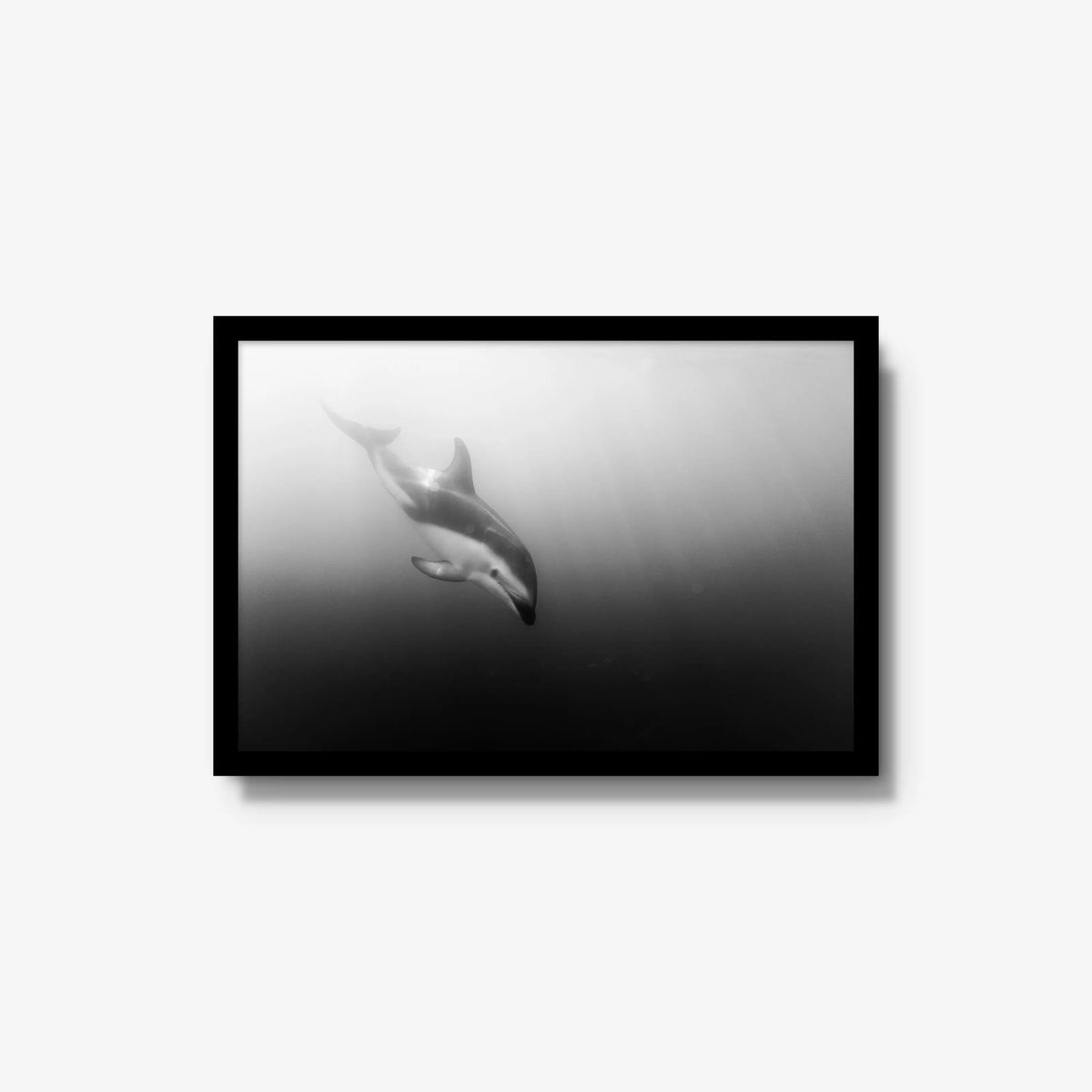 Dusky — medium / black / full